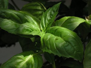 basil